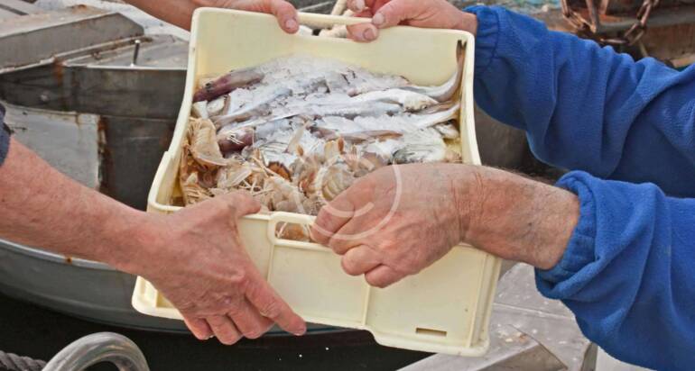 Strong sales of lionfish are phenomenal